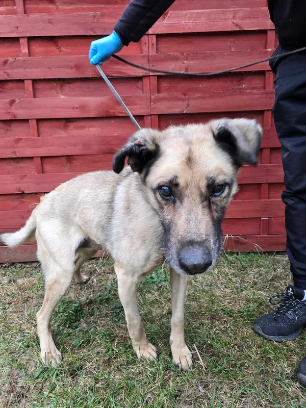 Znaleziono psa, Czartki, 5 lutego 2025