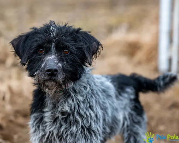 Znaleziono psa, Racławice, 4 lutego 2025 (1/5)