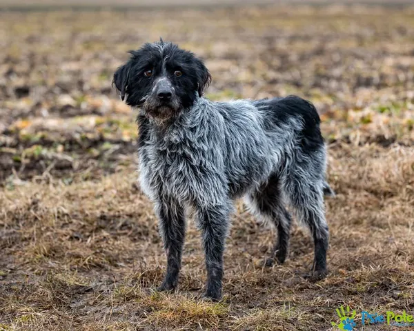 Znaleziono psa, Racławice, 4 lutego 2025 (2/5)