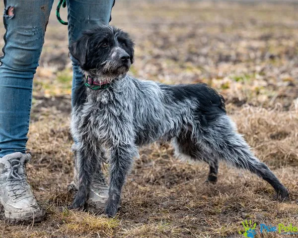 Znaleziono psa, Racławice, 4 lutego 2025 (3/5)