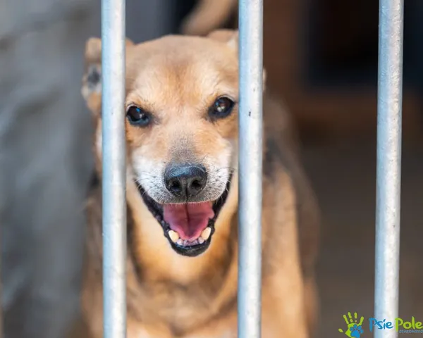 Znaleziono psa, Racławice, 3 lutego 2025 (1/5)