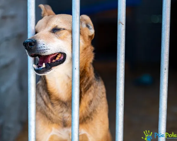 Znaleziono psa, Racławice, 3 lutego 2025 (3/5)