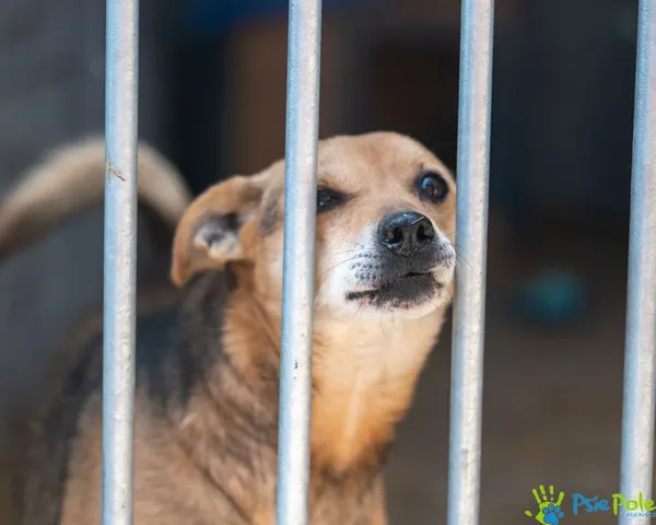 Znaleziono psa, Racławice, 3 lutego 2025 (4/5)