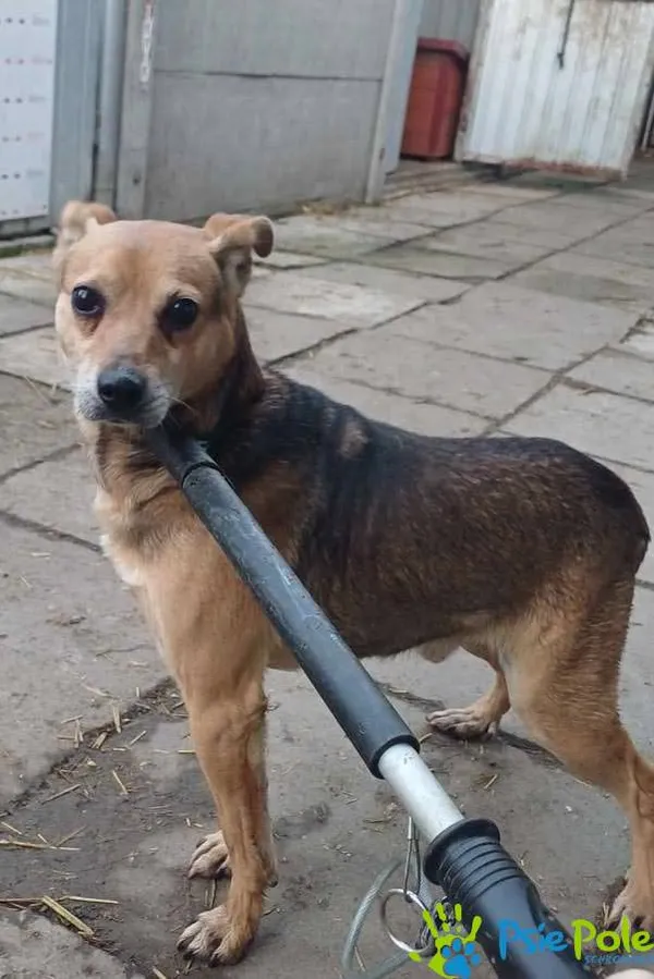 Znaleziono psa, Racławice, 3 lutego 2025 (5/5)