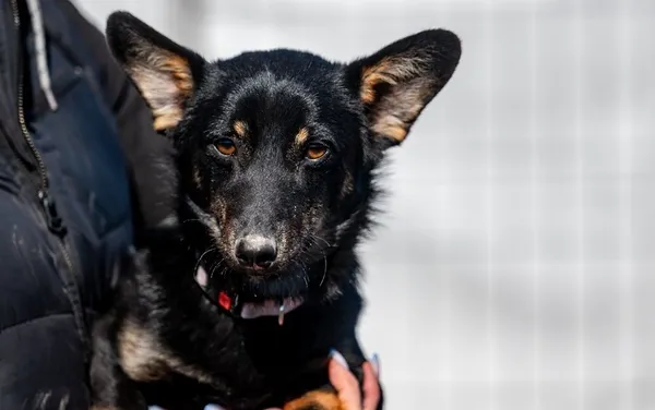 Znaleziono psa, Racławice, 30 stycznia 2025 (1/5)