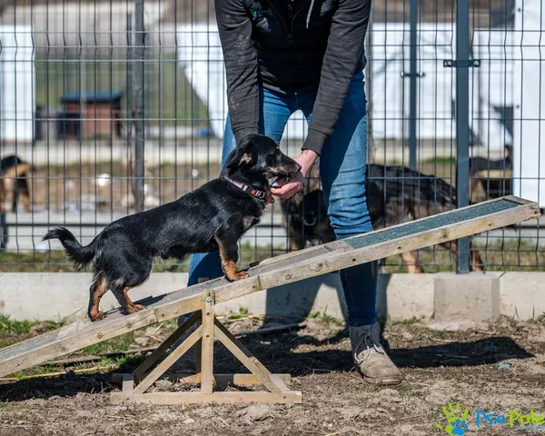 Znaleziono psa, Racławice, 30 stycznia 2025 (2/5)