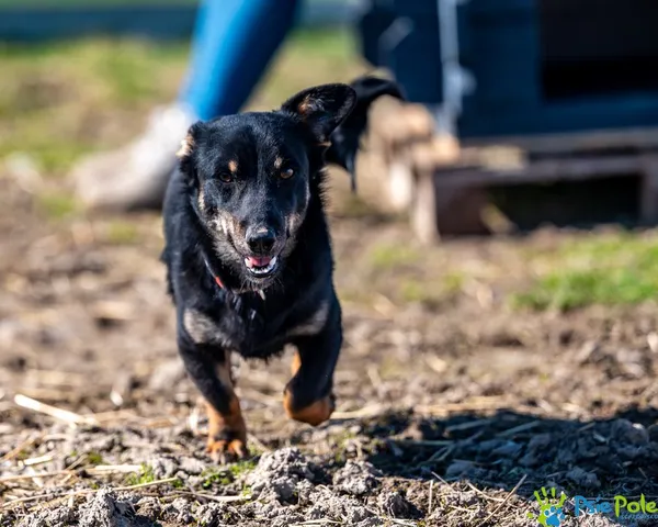 Znaleziono psa, Racławice, 30 stycznia 2025 (3/5)
