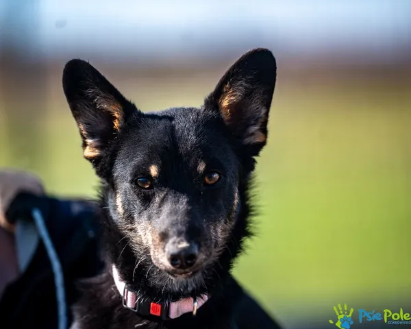 Znaleziono psa, Racławice, 30 stycznia 2025 (4/5)