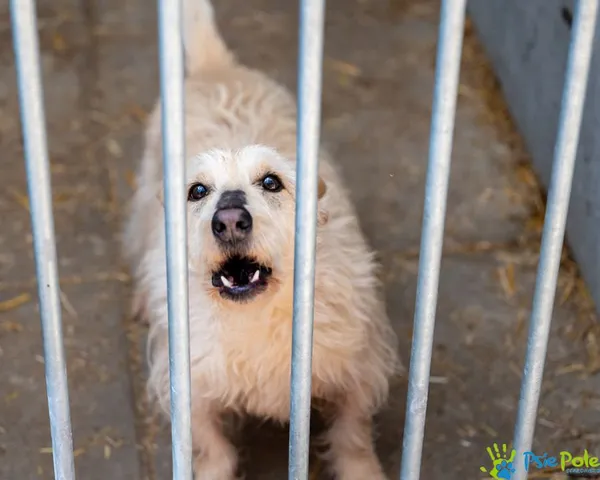 Znaleziono psa, Racławice, 30 stycznia 2025 (5/5)