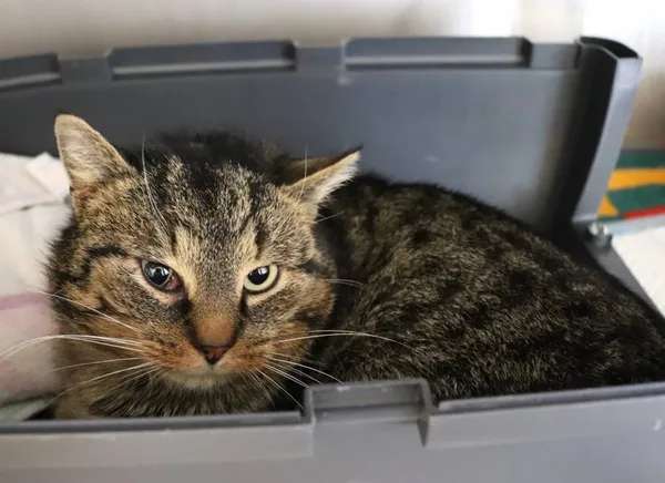 Znaleziono kota, Łódź, 5 lutego 2025 (2/3)