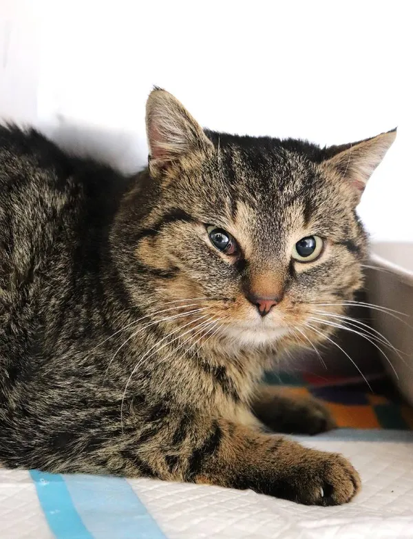 Znaleziono kota, Łódź, 5 lutego 2025 (3/3)