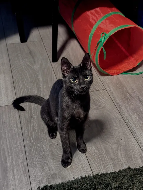 Zaginął kot, Łódź, 5 lutego 2025