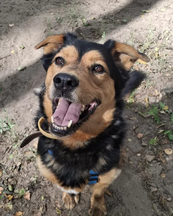 Pies do adopcji, Olsztyn, 28 marca 2024 (1/5)