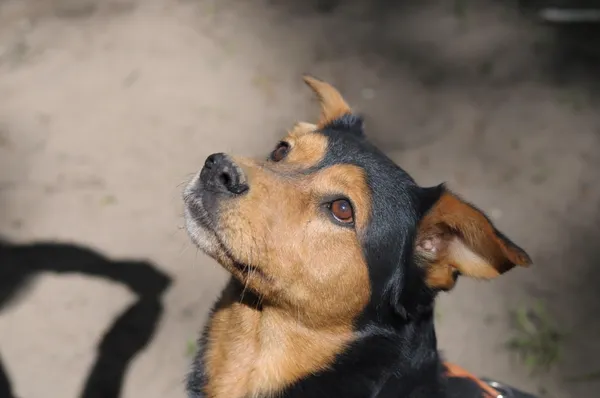 Pies do adopcji, Olsztyn, 28 marca 2024 (2/5)