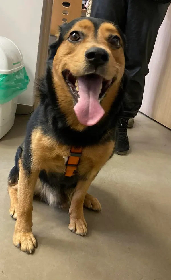 Pies do adopcji, Olsztyn, 28 marca 2024 (4/5)