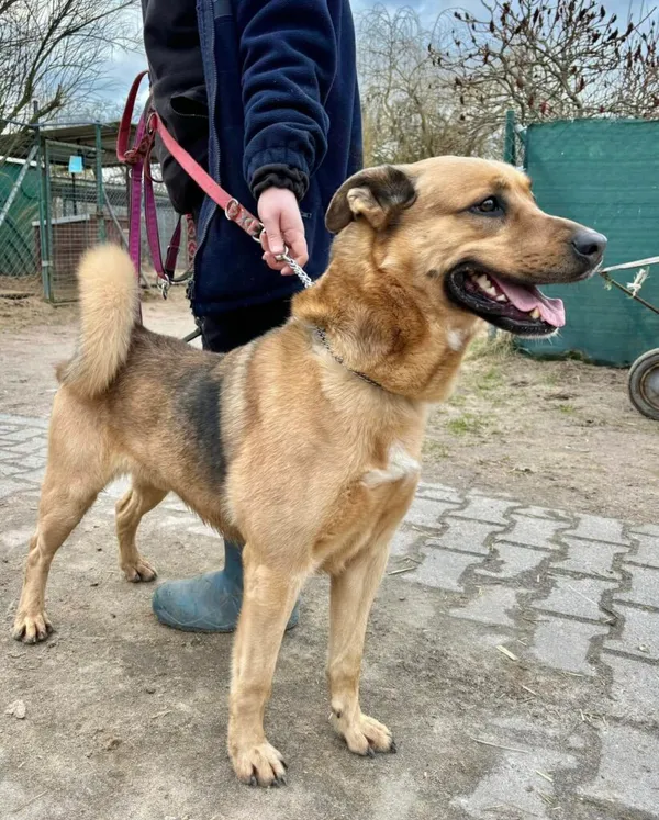 Pies do adopcji, Przyborówko, 5 lutego 2025 (2/5)