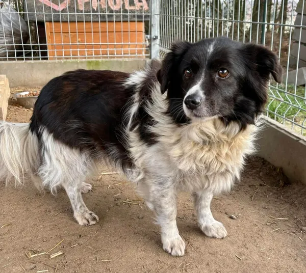 Pies do adopcji, Przyborówko, 5 lutego 2025 (1/3)