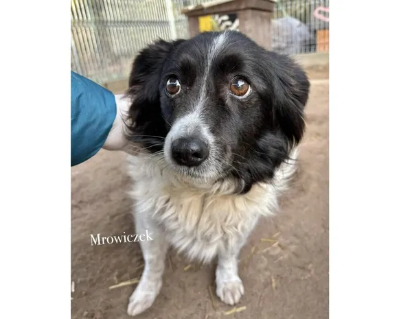 Pies do adopcji, Przyborówko, 5 lutego 2025 (3/3)