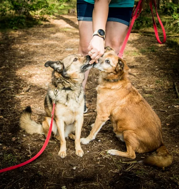 Pies do adopcji, Piła, 9 listopada 2021 (2/5)