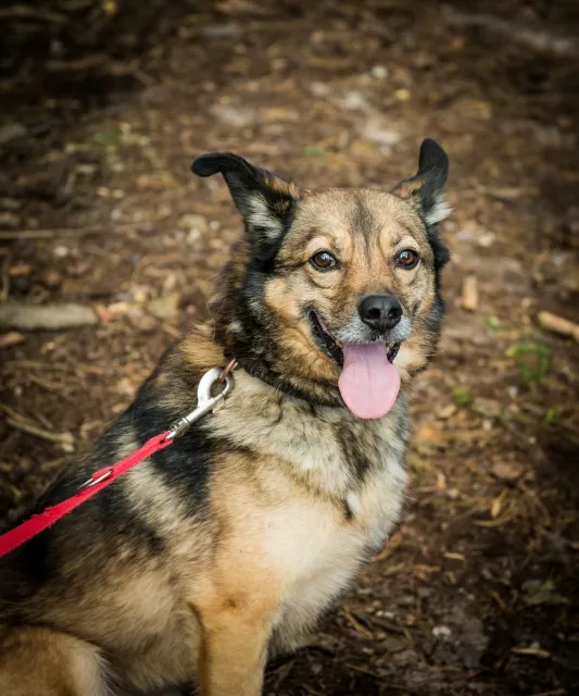 Pies do adopcji, Piła, 9 listopada 2021 (3/5)