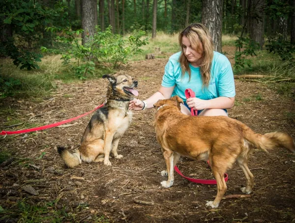 Pies do adopcji, Piła, 9 listopada 2021 (4/5)