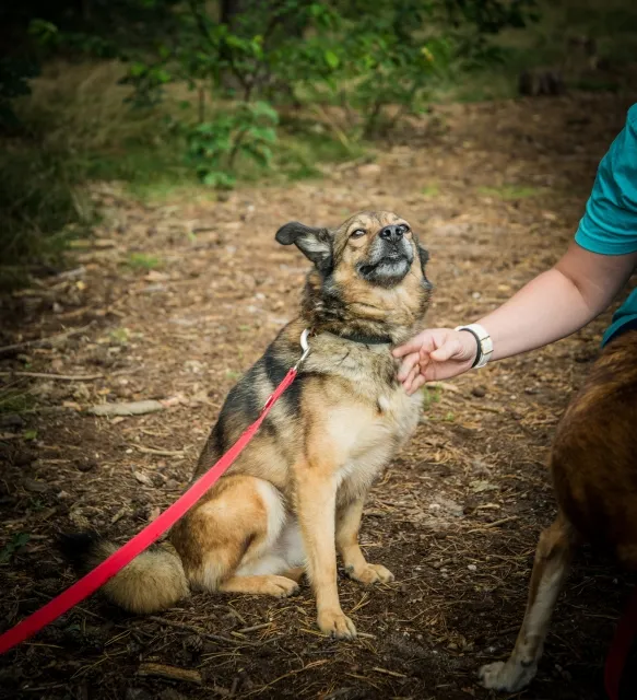 Pies do adopcji, Piła, 9 listopada 2021 (5/5)