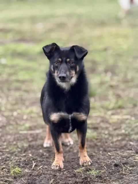 Pies do adopcji, Piła, 25 lipca 2022