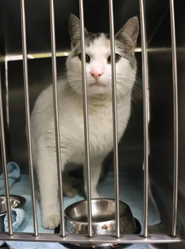 Znaleziono kota, Łódź, 5 lutego 2025 (2/4)