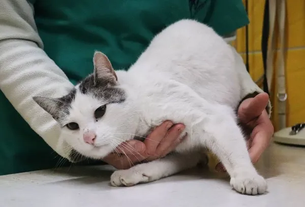 Znaleziono kota, Łódź, 5 lutego 2025 (3/4)