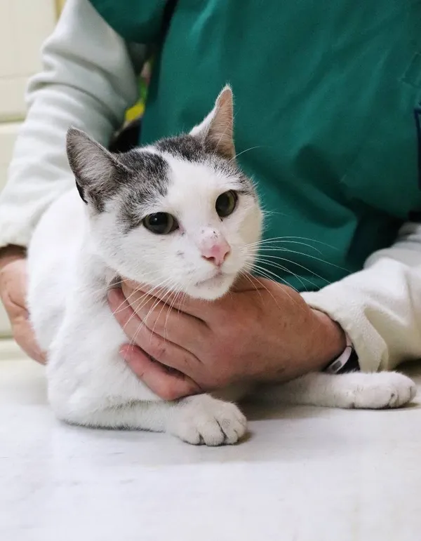 Znaleziono kota, Łódź, 5 lutego 2025 (4/4)