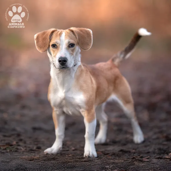 Pies do adopcji, Gdynia, 6 lutego 2025 (3/4)