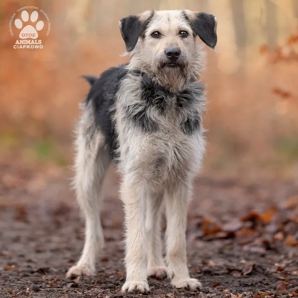 Pies do adopcji, Gdynia, 6 lutego 2025 (2/4)