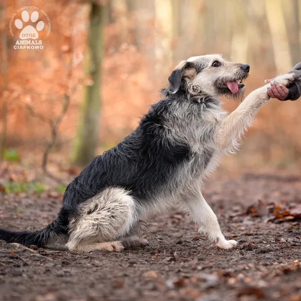 Pies do adopcji, Gdynia, 6 lutego 2025 (4/4)