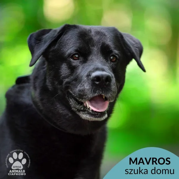 Pies do adopcji, Gdynia, 6 lutego 2025 (1/4)