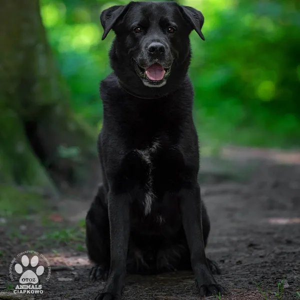 Pies do adopcji, Gdynia, 6 lutego 2025 (4/4)