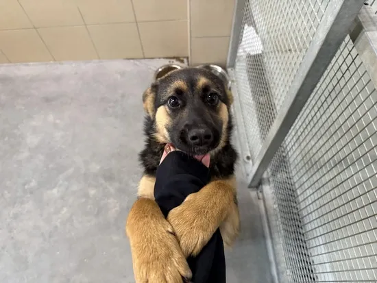 Pies do adopcji, Kraków, 22 stycznia 2025