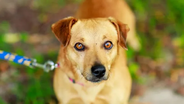 Pies do adopcji, Elbląg, 21 maja 2024 (1/5)