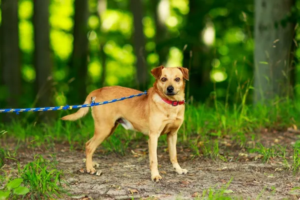 Pies do adopcji, Elbląg, 21 maja 2024 (3/5)