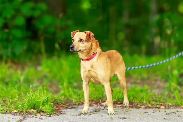 Pies do adopcji, Elbląg, 21 maja 2024 (5/5)