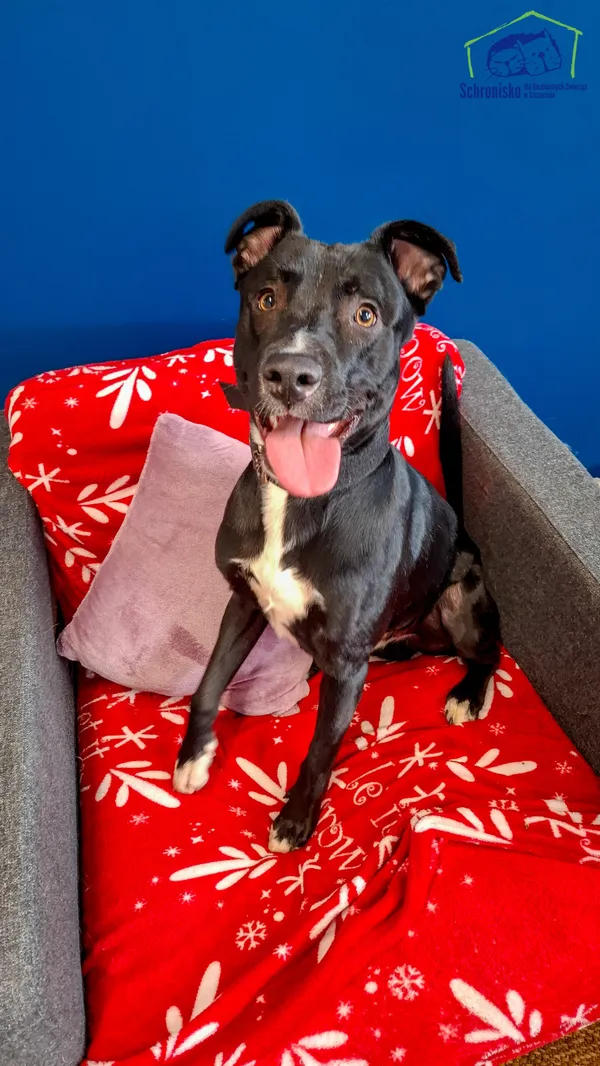 Pies do adopcji, Szczecin, 5 lutego 2025 (1/2)