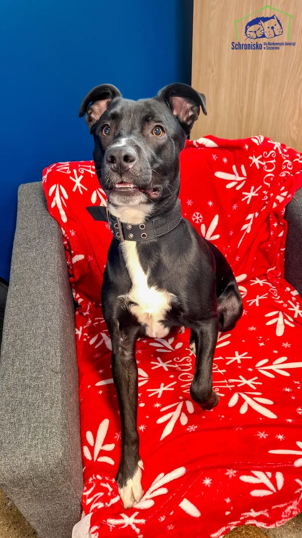 Pies do adopcji, Szczecin, 5 lutego 2025 (2/2)