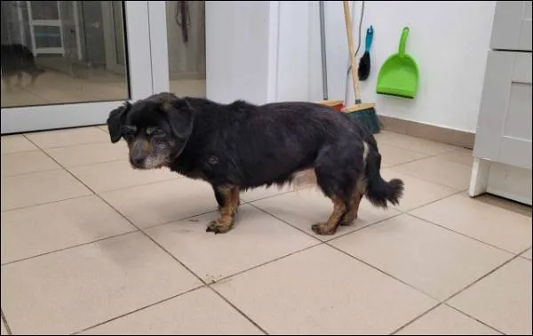 Znaleziono psa, Grudziądz, 6 lutego 2025