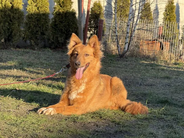 Pies do adopcji, Pieczyska, 6 lutego 2025 (2/4)