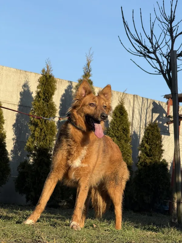 Pies do adopcji, Pieczyska, 6 lutego 2025 (3/4)