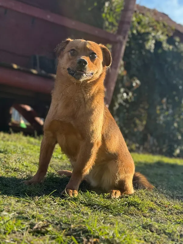 Pies do adopcji, Pieczyska, 6 lutego 2025 (2/4)