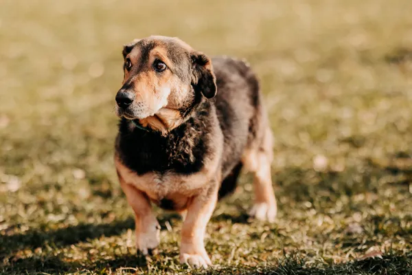 Pies do adopcji, Czartki, 6 lutego 2025 (2/4)