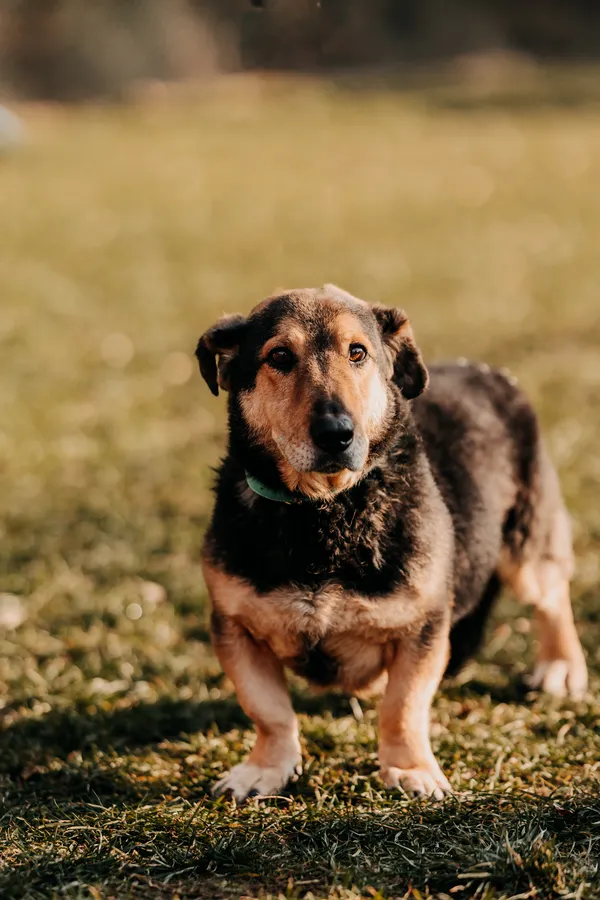 Pies do adopcji, Czartki, 6 lutego 2025 (3/4)