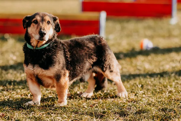 Pies do adopcji, Czartki, 6 lutego 2025 (4/4)