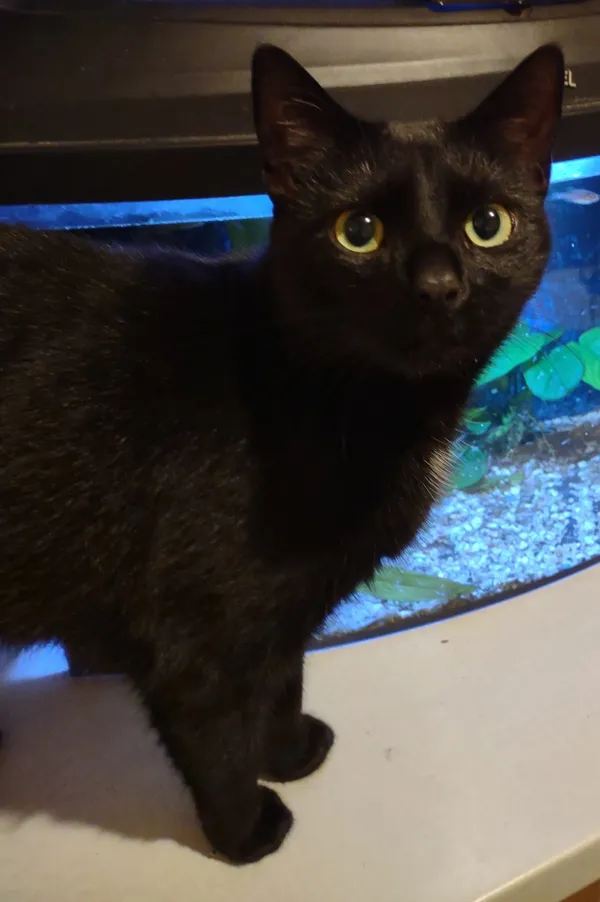 Zaginął kot, Łódź, 6 lutego 2025