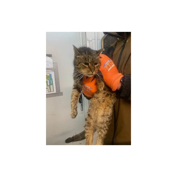 Znaleziono kota, Białystok, 6 lutego 2025